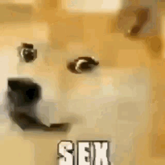 Sex Doge GIF - Sex Doge Smile GIFs