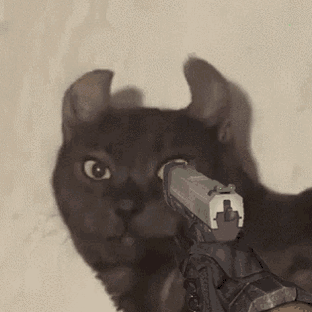 a person holding a gun in front of a cat looking at it