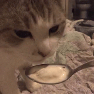 Cat Meow GIF - Cat Meow Hungry GIFs