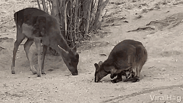a deer and a kangaroo are grazing in the dirt .