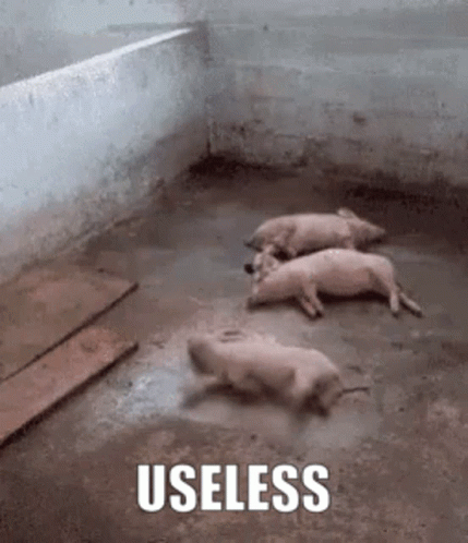 Useless Pig GIF - Useless Pig Piggy GIFs