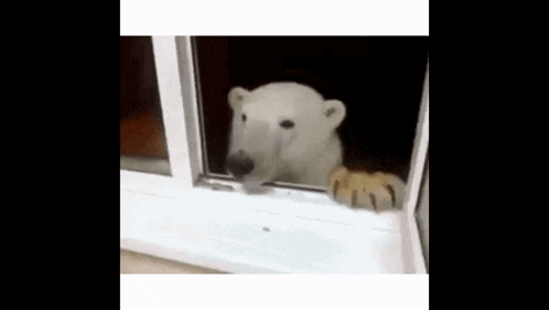 a polar bear is sticking its head out of a window