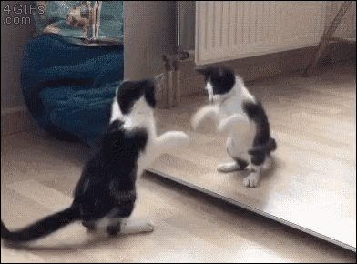 Cat Mirror GIF - Cat Mirror Play GIFs