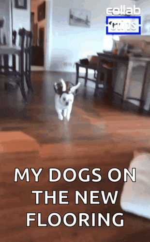 a dog is running on a wooden floor with the words my dogs on the new flooring below it