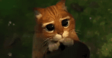 a cat with big eyes is looking at the camera while holding a shoe in its paws .