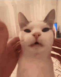 a person is petting a white cat with their hand .