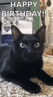 a black cat is laying on the floor with the words happy birthday written above it .