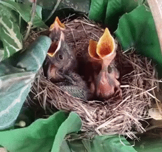 Baby Birds Hungry GIF - Baby Bird Baby Bird Hungry Baby Bird Nest GIFs