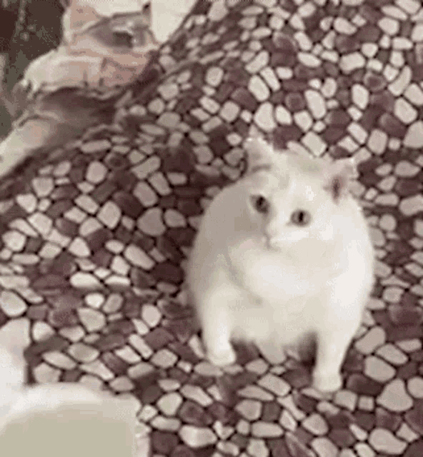 Cat Puking GIF - Cat Puking GIFs
