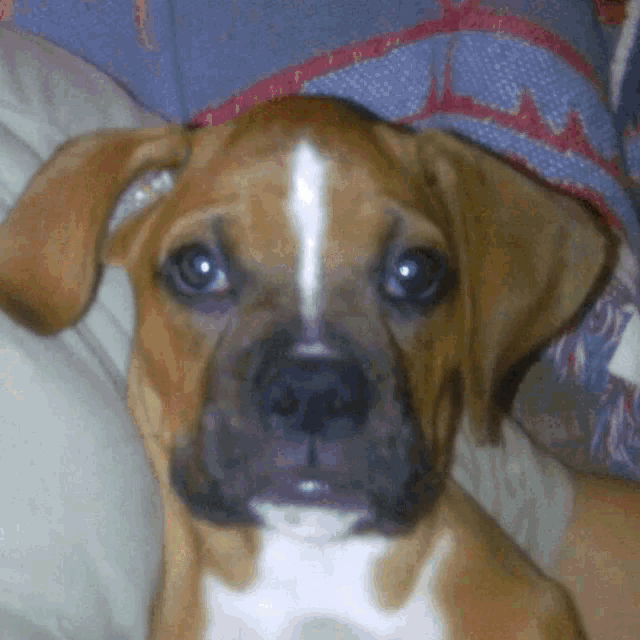 a close up of a brown and white boxer dog laying on a bed