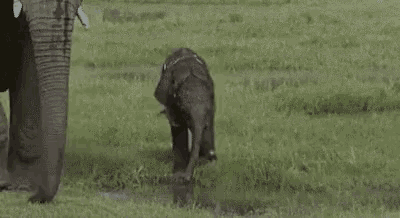 Baby Animals Elephant GIF - Baby Animals Elephant Walking GIFs