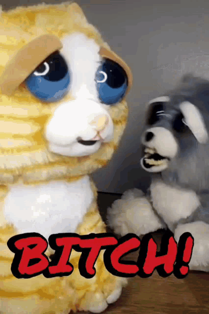 Feistypets Say That To My Face GIF - Feistypets Feisty Pets GIFs