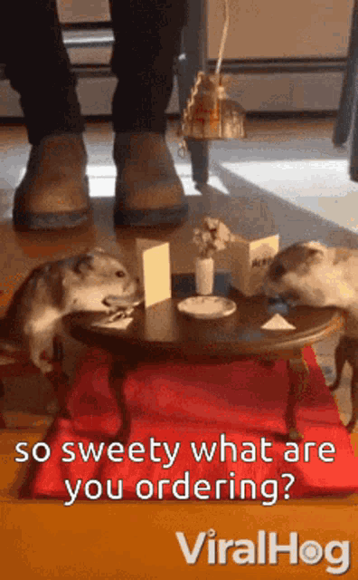 two guinea pigs are sitting at a table with a caption that says " so sweety what are you ordering viralhog "