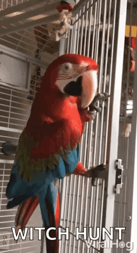 Parrot Dancing GIF - Parrot Dancing Cage GIFs
