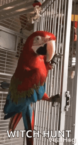 a parrot in a cage with the words witch hunt written on the bottom