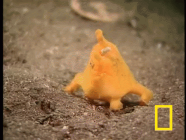 Orange Blob Fish GIF - Orange Blob Fish GIFs