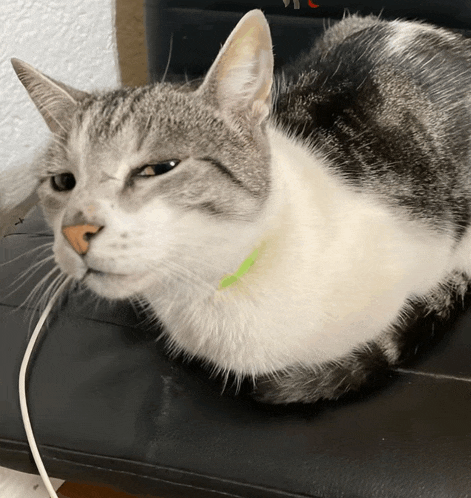 a gray and white cat with a green collar