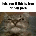a cat is looking at the camera with the words `` lets see if this is true or gay porn '' written above it .