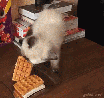 Cat Waffles GIF - Cat Waffles Waffle GIFs