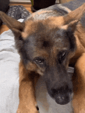 a german shepherd dog is laying down on a bed