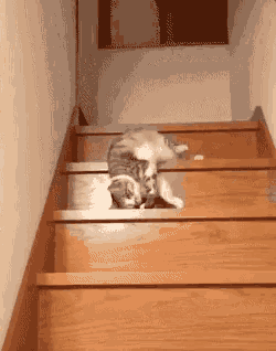 Cat Rolling Down Stairs GIF - Cat Rolling Down Stairs Nailed It GIFs