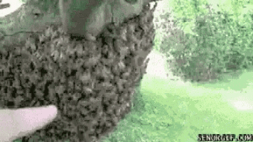 Bees Crowd GIF - Bees Crowd GIFs