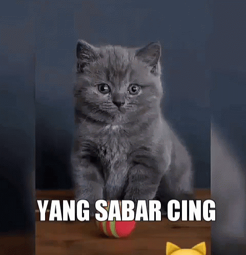Yang Sabar Cing GIF - Kucing Lucu Cute GIFs