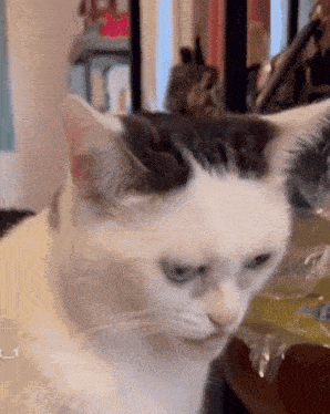 Derp Cat Human Cat GIF - Derp Cat Human Cat Funny Cat GIFs