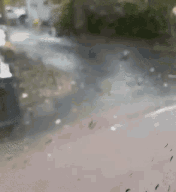 a blurred image of a road with a few trees in the background .