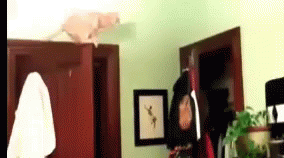 Cat Jump GIF - Cat Jump Ninja Cat GIFs