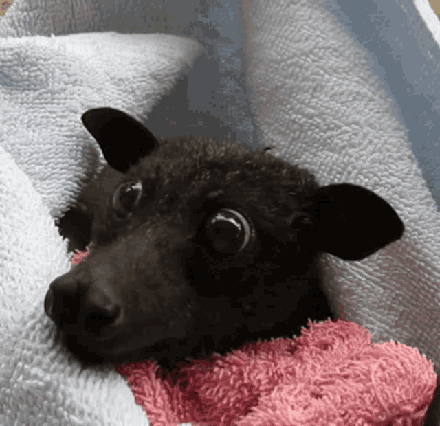 a small black animal is wrapped in a white towel and a pink towel