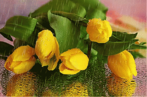 Yellow Flowers GIF