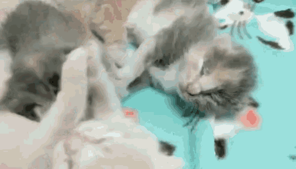 a group of kittens are laying on top of each other on a blue blanket .