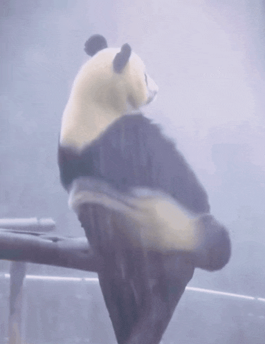 a panda bear is sitting on a branch in the rain