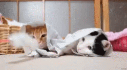 Cats Play GIF - Cats Play Playing GIFs