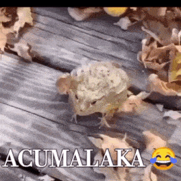 a frog is sitting on a wooden deck surrounded by leaves and laughing .