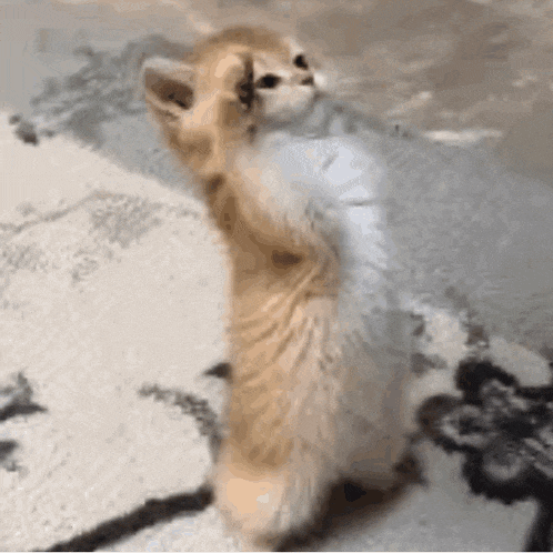 a kitten is standing on its hind legs on a carpet and looking at something .