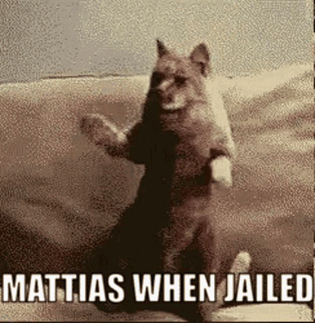 Mattias When Jailed GIF - Mattias When Jailed Jai GIFs
