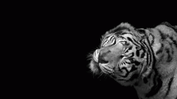 Tiger Shrug GIF - Tiger Shrug Drying Off GIFs