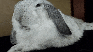 a white rabbit with long ears is laying down on a black surface looking at the camera .