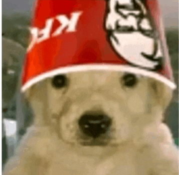 a dog wearing a kfc bucket hat .