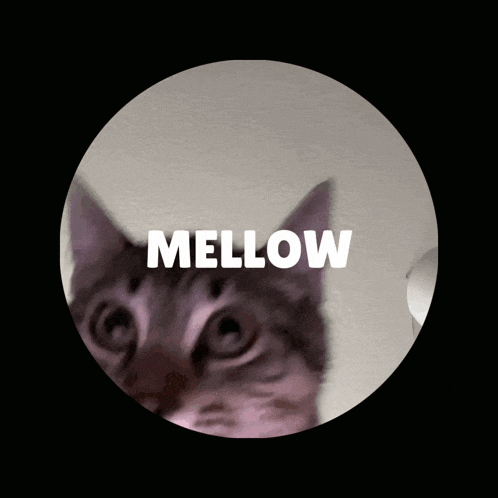 a picture of a cat with the word mellow written above it