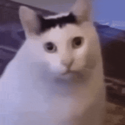 a white cat with a black stripe on its head .