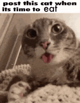 a cat with its tongue hanging out is laying on a blanket .