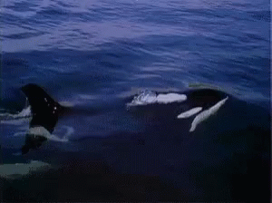 Orca Sea Creature GIF - Orca Sea Creature GIFs