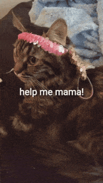 a cat is wearing a pink headband and a blue shirt