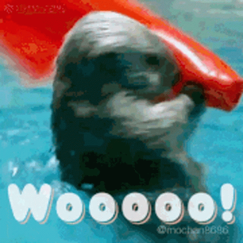 Cute Sea Otter GIF - Cute Sea Otter Wooo GIFs