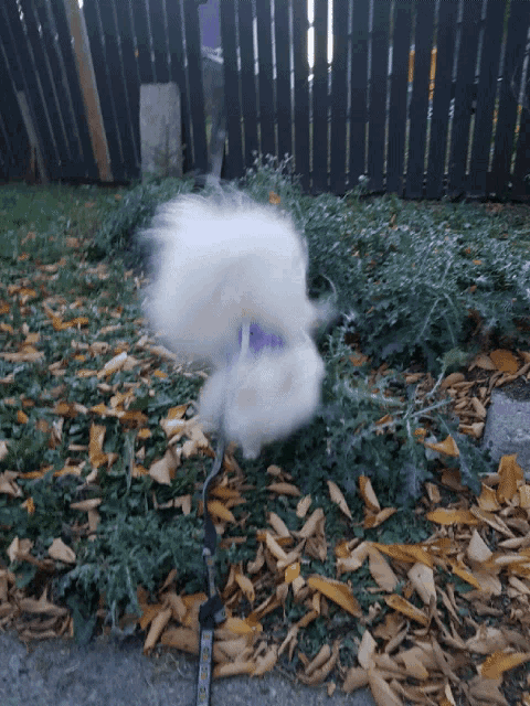 a white dog with a purple collar is walking in the grass