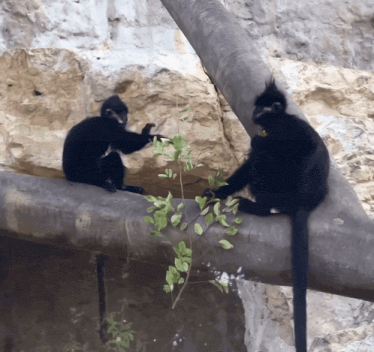 two black monkeys sitting on a tree branch eating leaves