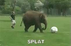 Elephant Splat Over Ball GIF - Splat Elephant Trips Elephant Fail GIFs